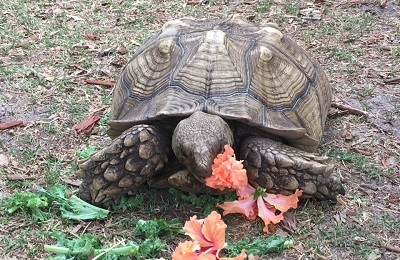 Tortoise eating vegetation